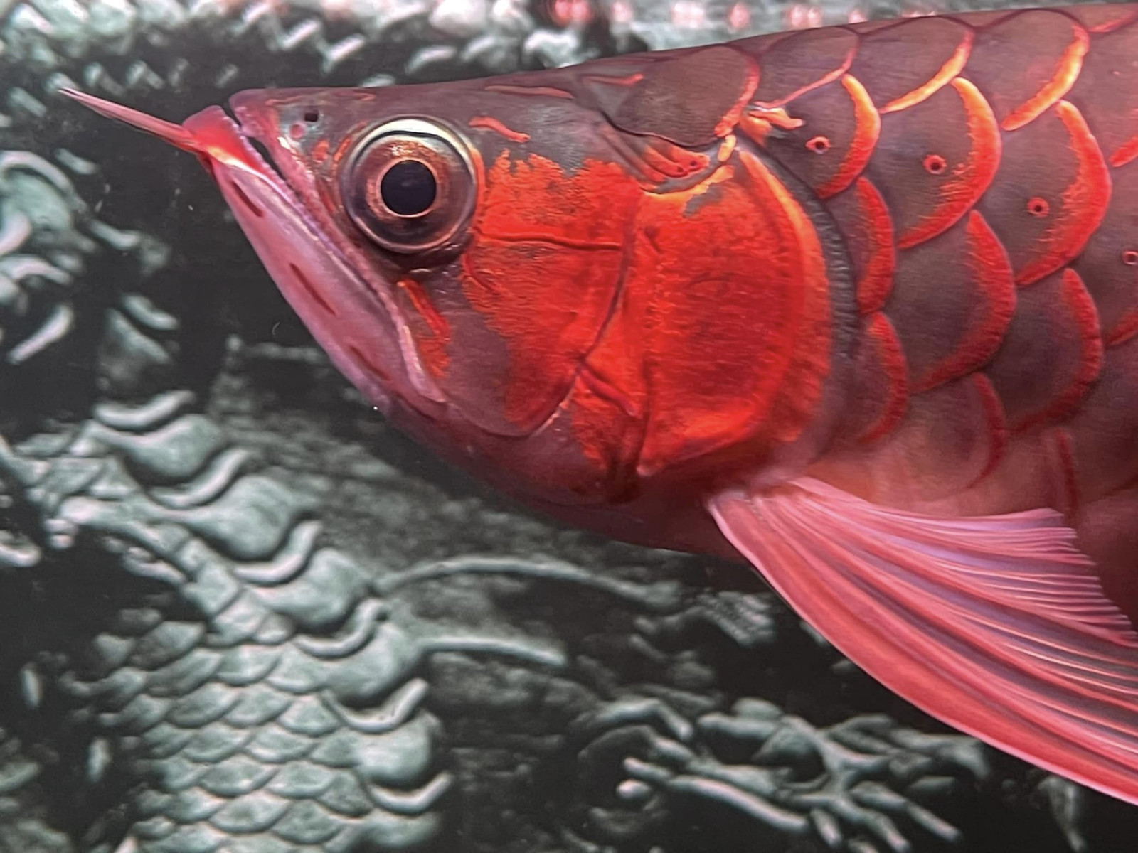 MỘT SỐ "MẸO" ĐƠN GIẢN TRÁNH "XỆ MẮT" Ở CÁ RỒNG