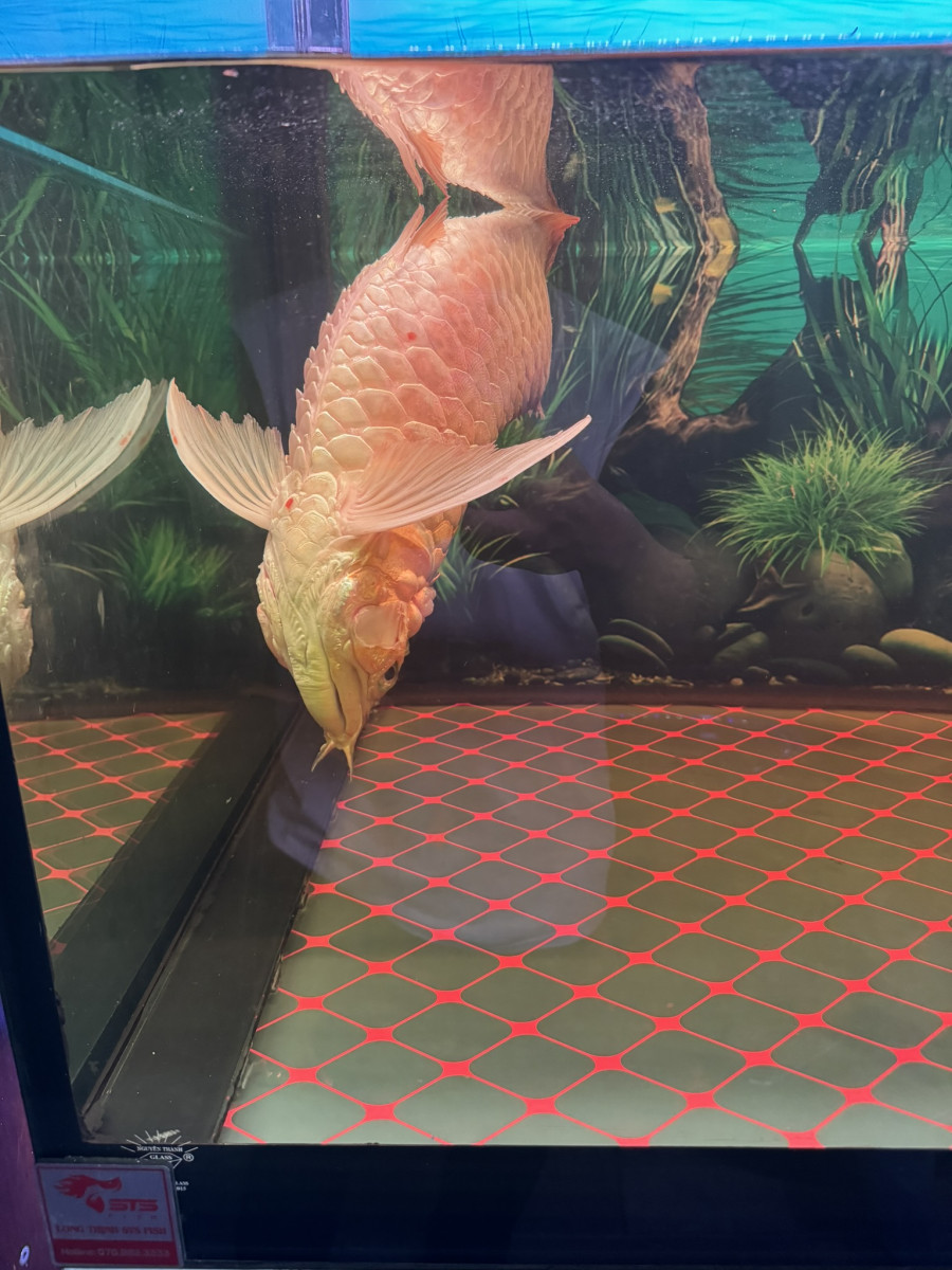 BỆNH XÙ VẢY Ở CÁ RỒNG - CÁCH TRỊ BỆNH - PHÒNG NGỪA