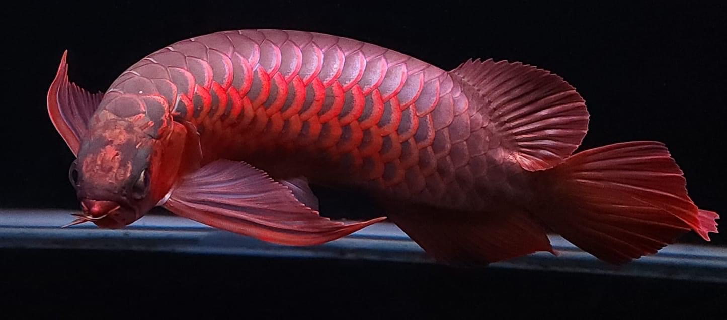 Một Số Loại Thuốc Có Thể Dùng Để Điều Trị Bệnh Bỏ Ăn Ở Cá Rồng Châu Á