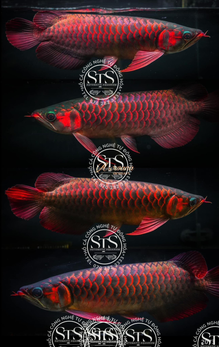 Lời khuyên từ các " Nghệ nhân" về cách chọn mua Huyết Long kích thước nhỏ