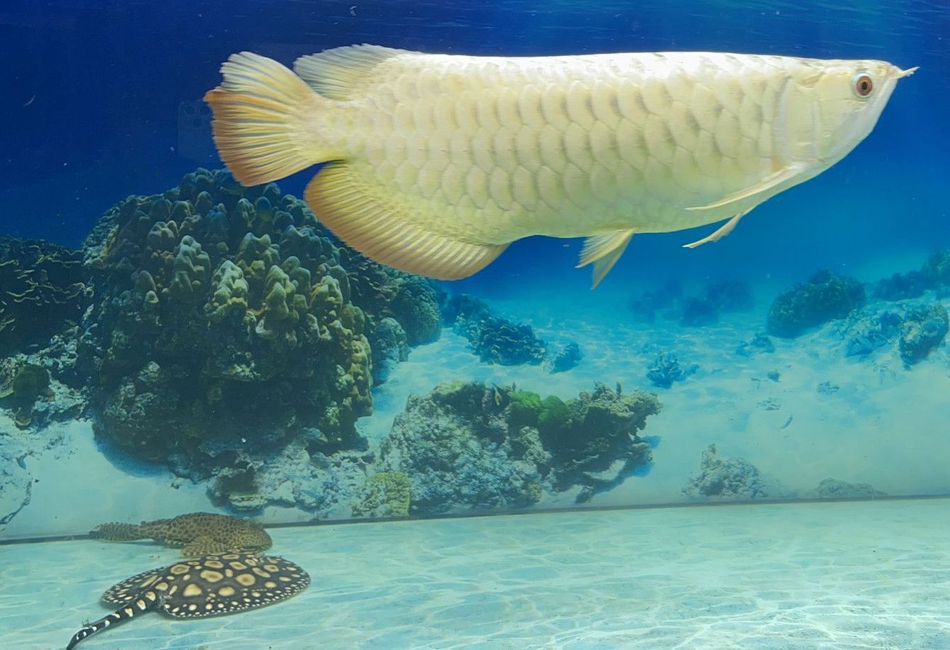 Cách Điều Trị Bệnh Nấm Mang ở Cá Rồng