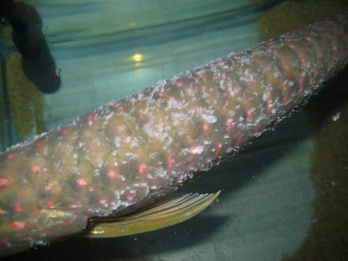 NGUYÊN NHÂN VÀ CÁCH ĐIỀU TRỊ BỆNH NẤM TRẮNG Ở CÁ RỒNG