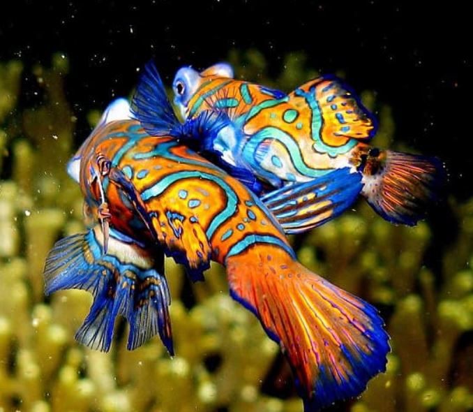 Bốn loài cá quý hiếm và đắt đỏ bậc nhất Việt Nam