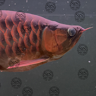 Huyết Long Short Body H001