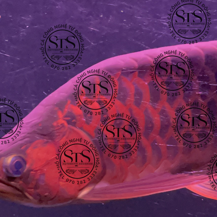 Huyết Long King Short Body H002