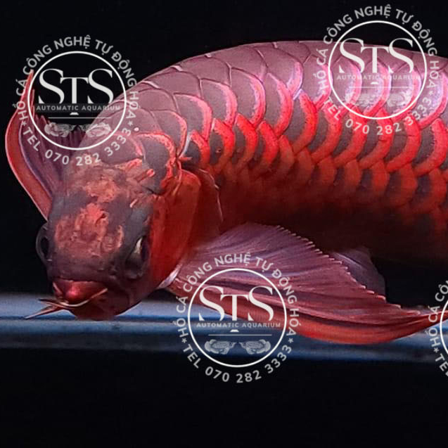 Huyết Long Super Red Original H003