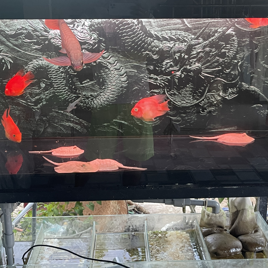 CÁ SAM RED ABINO SIZE 16-18CM