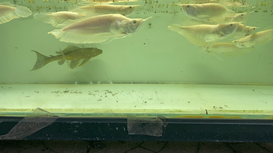 NGÂN LONG ABINO FAFU