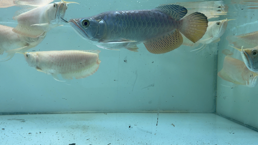 QUÁ BỐI FAFU SHORT