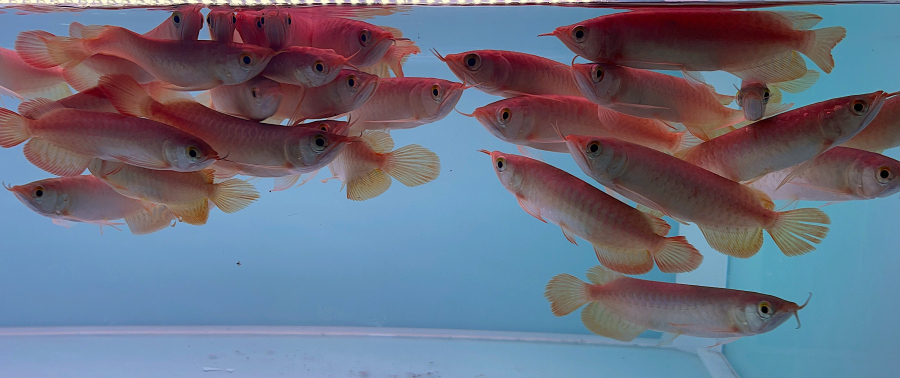 HUYẾT LONG SIZE 20-22cm