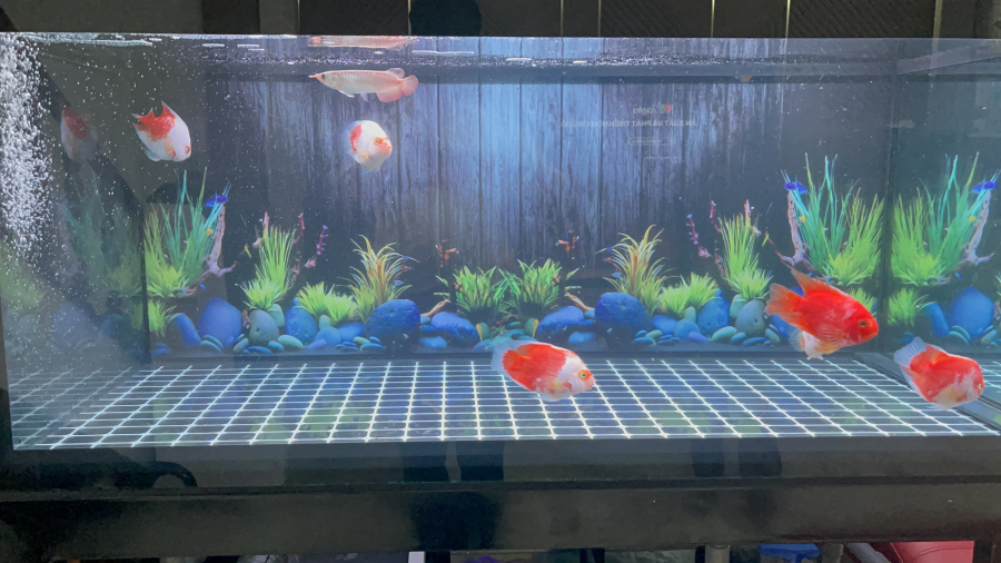 HỒ CÁ 4 LỚP ĐÁY 1m33*0.68*0.68