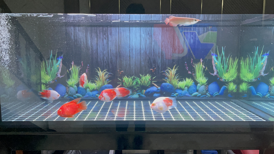 HỒ CÁ 4 LỚP ĐÁY 1m33*0.68*0.68