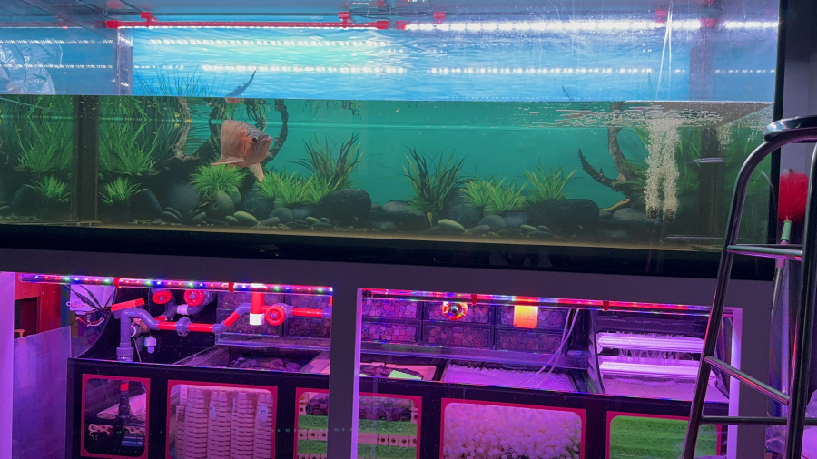 HỒ CÁ 2M31 x 0M89 x 0M89 ĐA MỰC NƯỚC TÍCH HỢP LỌC DÀN MƯA VIEW 4 MẶT 